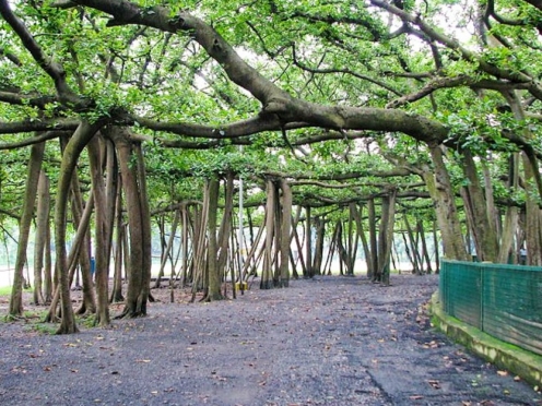 Acharya Jagadish Chandra Bose Indian Botanic Garden