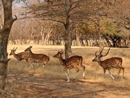 Desert National Park Jaisalmer
