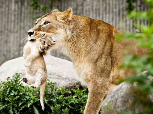 Machia Biological Park 