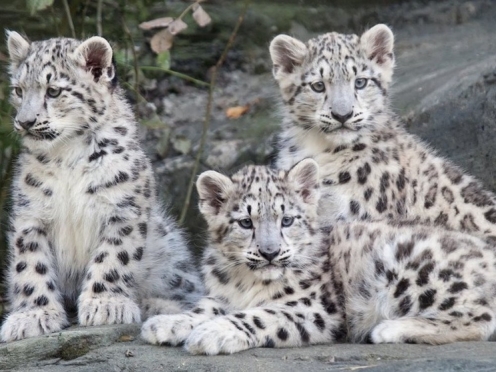 Himalayan Nature Park 