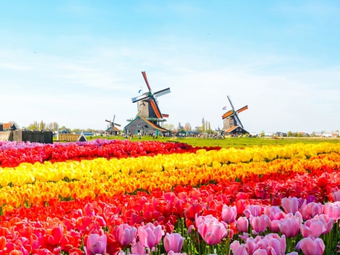 Zaanse Schans , Edam , Volendam and Keukenhof gardens and tulip farms. [April to June ]