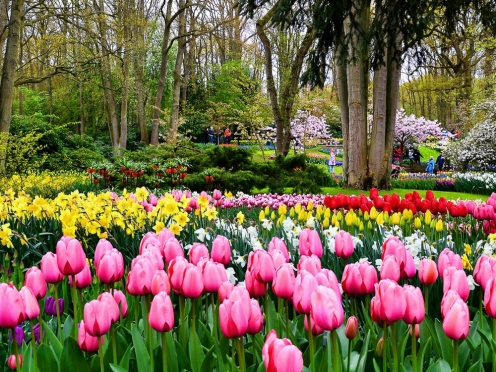 Keukenhof gardens and tulip farms. [April to June]