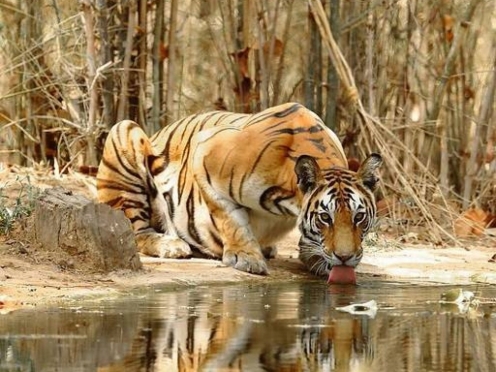 Koyna Wildlife Sanctuary