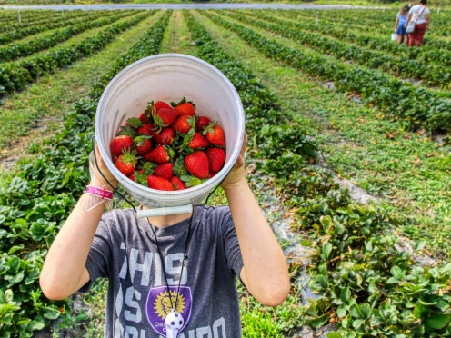 Laxmi Strawberry Farm Mahabaleshwar