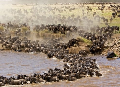 Witness the Great Migration Mara River & Serengeti