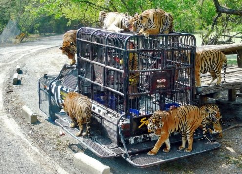 Top 45 Things to do in Bangkok