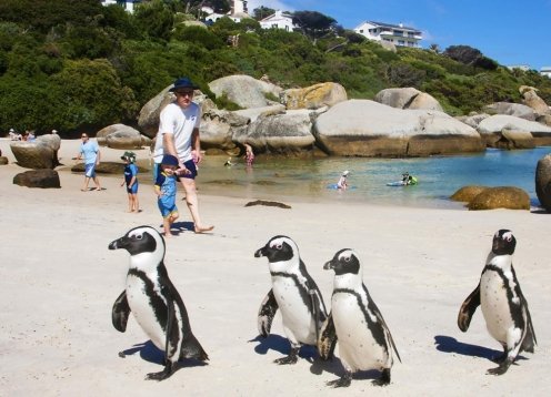 South Africa Kids Delight